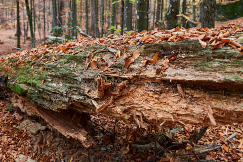 Gemeinde Bayerisch_Eisenstein Landkreis Regen Hans-Watzlik-Hain Totholz (Dirschl Johann) Deutschland REG